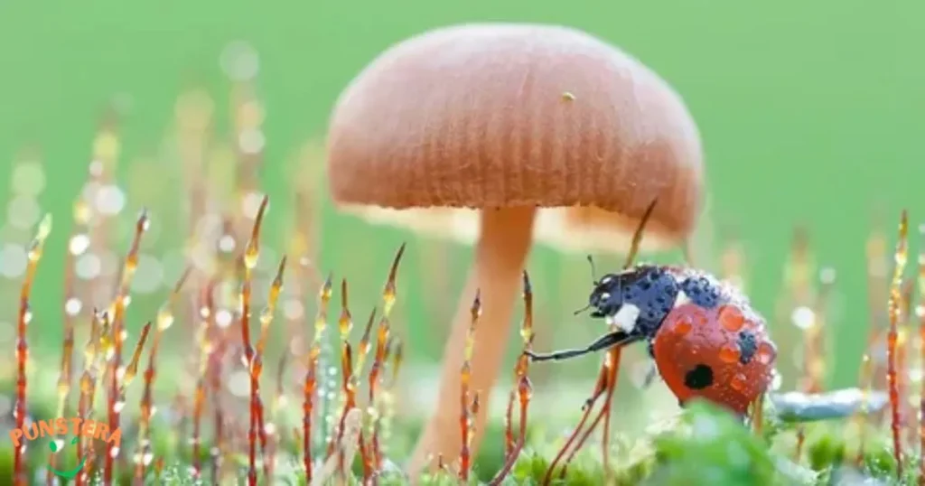 Classic Valentine's Day Bug Puns That Never Get Old