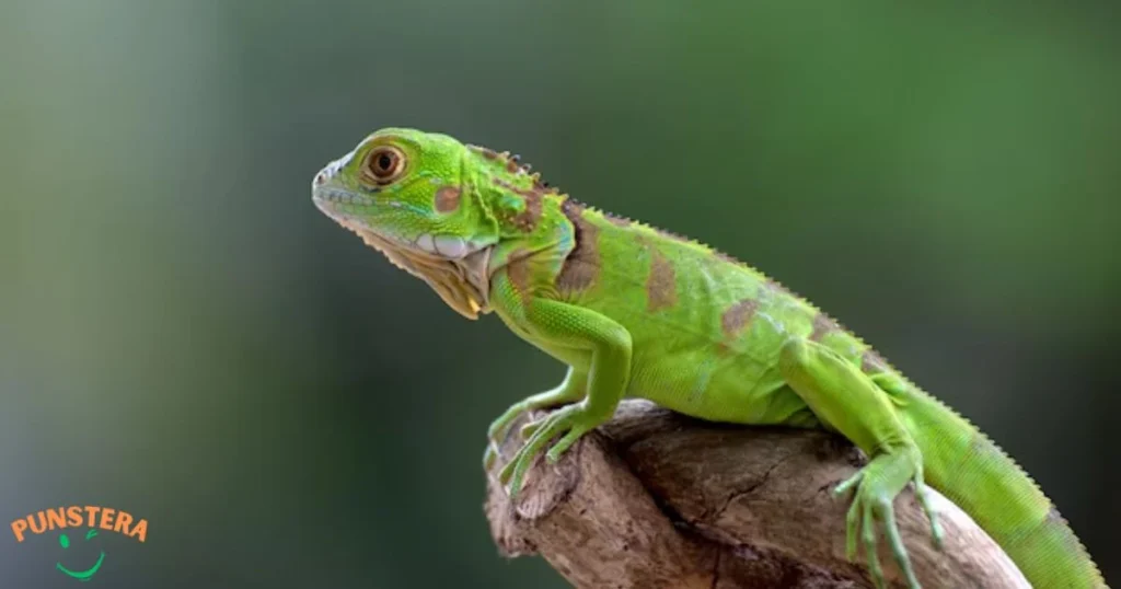 Deliver Nonstop Lizard Laughs